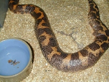 Ovulating Kenyan