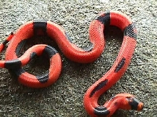 Vanishing Pattern Honduran