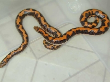 Orange striped Kenyans