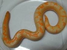 Albino Kenyan