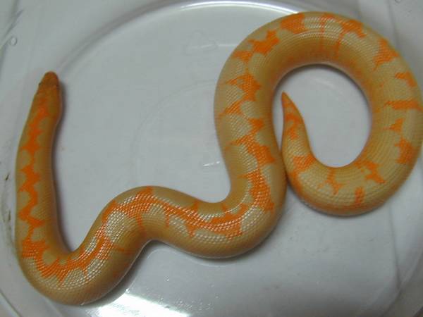 Albino Kenyan