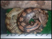 Blue tongue skinks