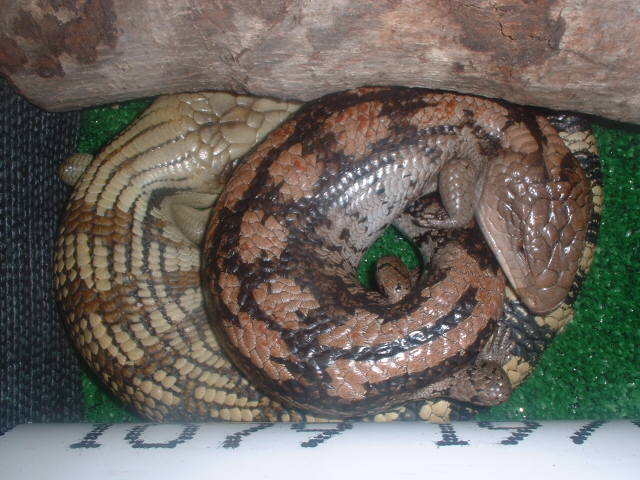 Blue tongue skinks