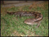 blue tongue