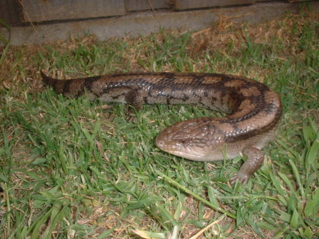 blue tongue