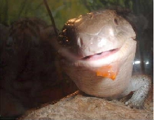 cute