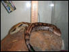 skinks