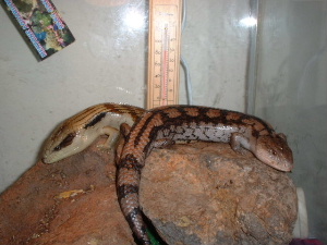 skinks