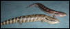 skinks