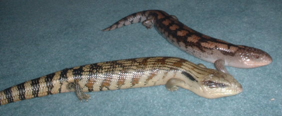 skinks