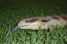 Easten blue tongue