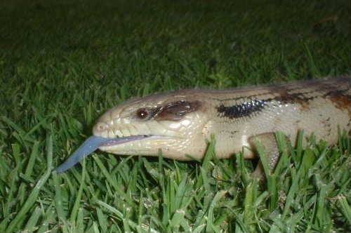 Easten blue tongue