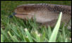 skink
