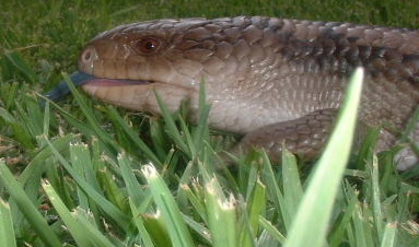 skink