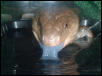 blue tongue drinking