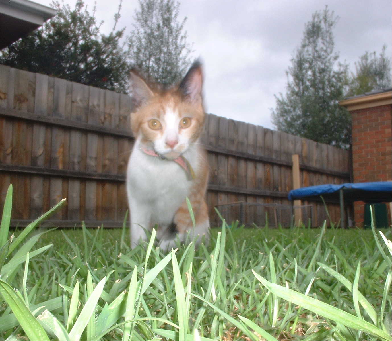 Kitty