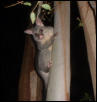 possum
