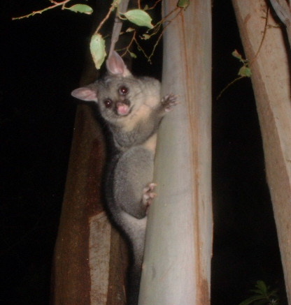 possum