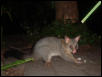 possum