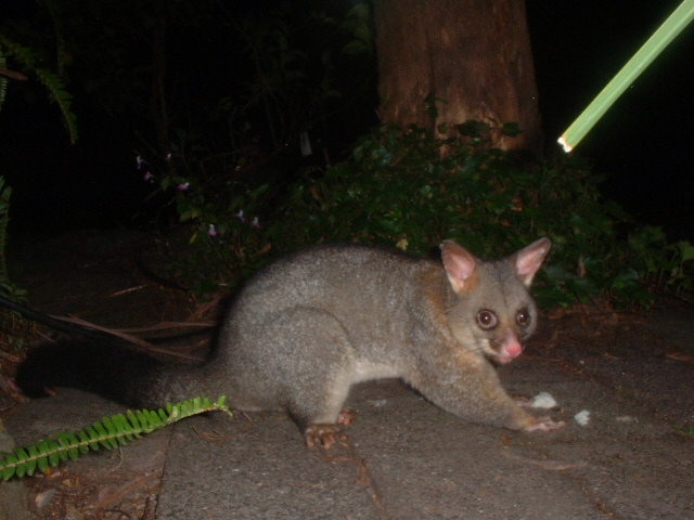 possum