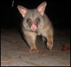possum