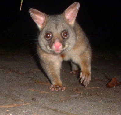 possum