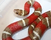 Shanon's T  Sinaloan Male