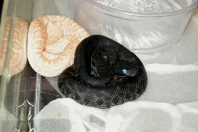 melanistic atrox