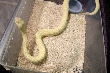 albino male prairie