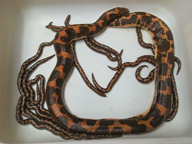 Kenyan with her litter
