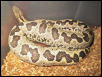Gravid Rough Scale(E. Conicus)