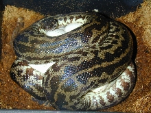 Striped spotted on eggs May 4/05