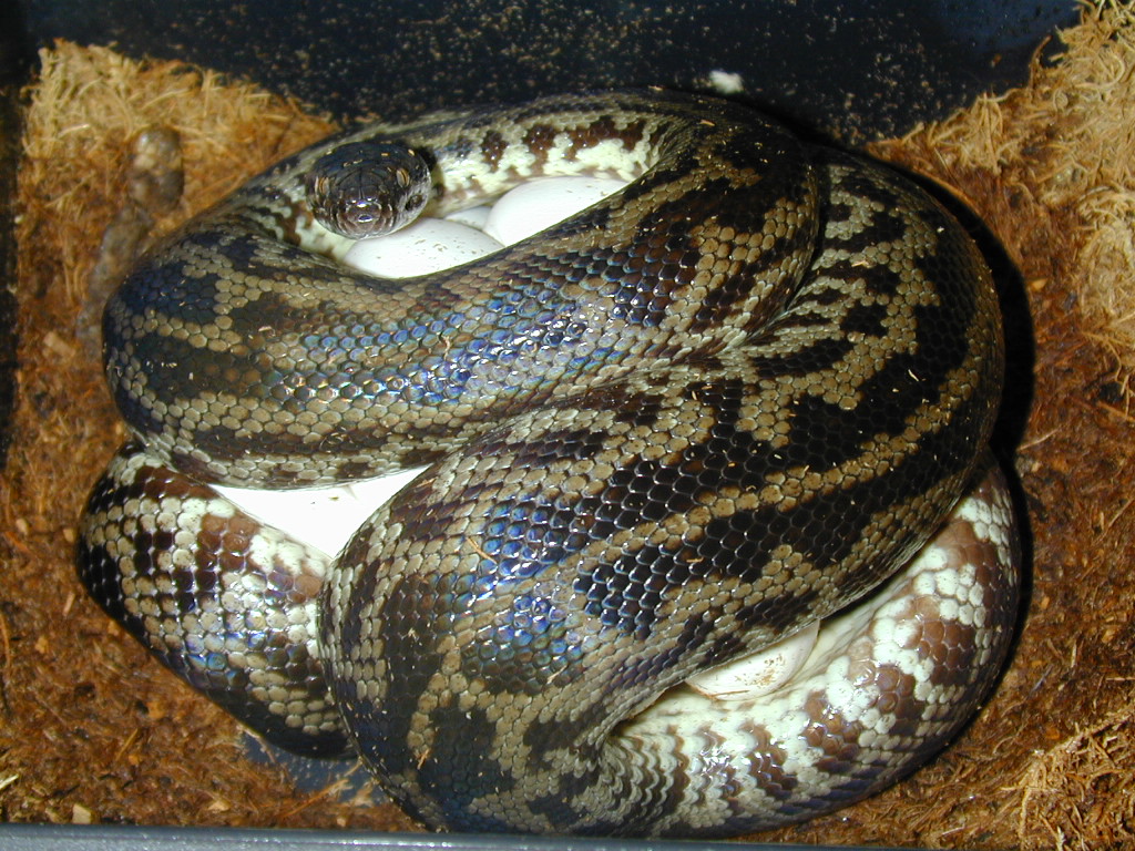 Striped spotted on eggs May 4/05