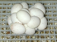 Striped Spotted clutch of 19 May4/05