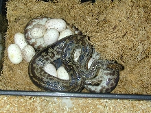 young striped Spotted on Eggs, May 4/05