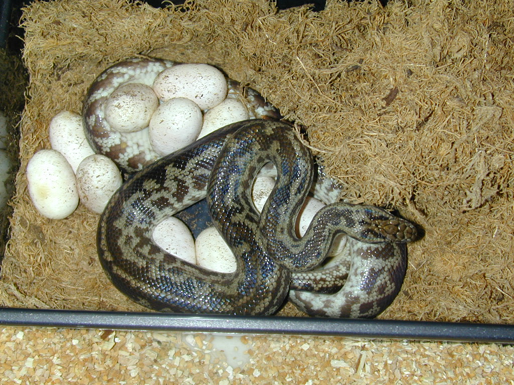 young striped Spotted on Eggs, May 4/05