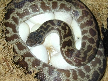 Spotted on eggs
