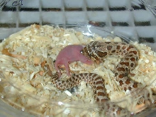 5 day old hog eating