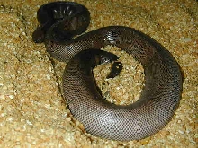 Gravid johnii