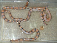 Eryx Johnii July29/03