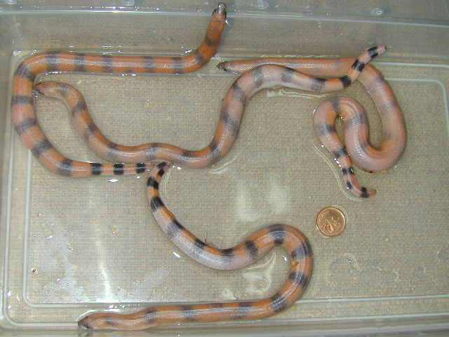 Eryx Johnii July29/03