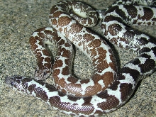 Axanthic/Anery ,het Amel Kenyans