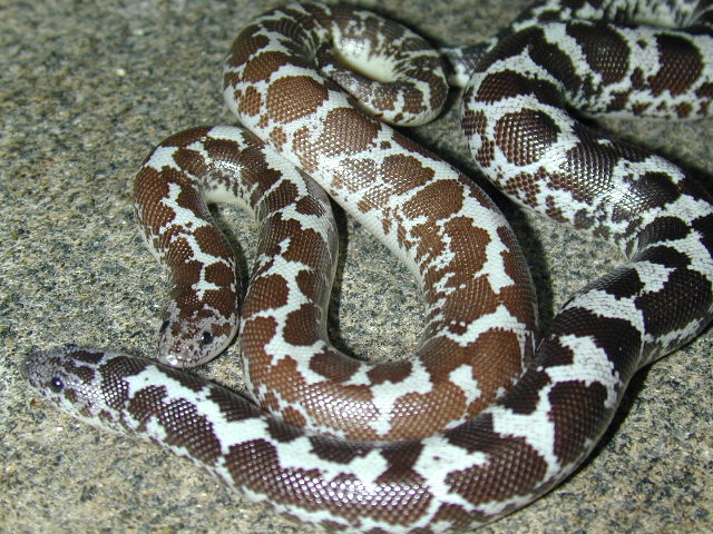 Axanthic/Anery ,het Amel Kenyans