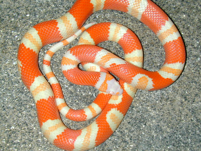Albino Hondo