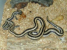 litter of one south Baja triv