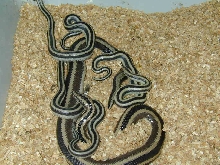 Mexican Rosy with newborns