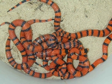 Tang Hondos