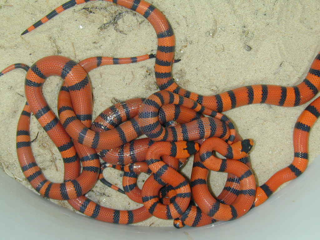 Tang Hondos