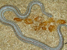 Borrego slugs