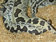 Conicus mating April04
